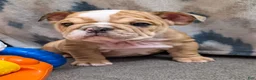 English Bulldog dogs for sale: Aegean  - Ad 1