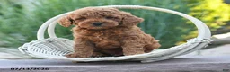 Miniature Poodle dogs for sale: Hawk - Ad 4