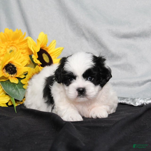 Teddy Bear dogs Oliver - Ad 1