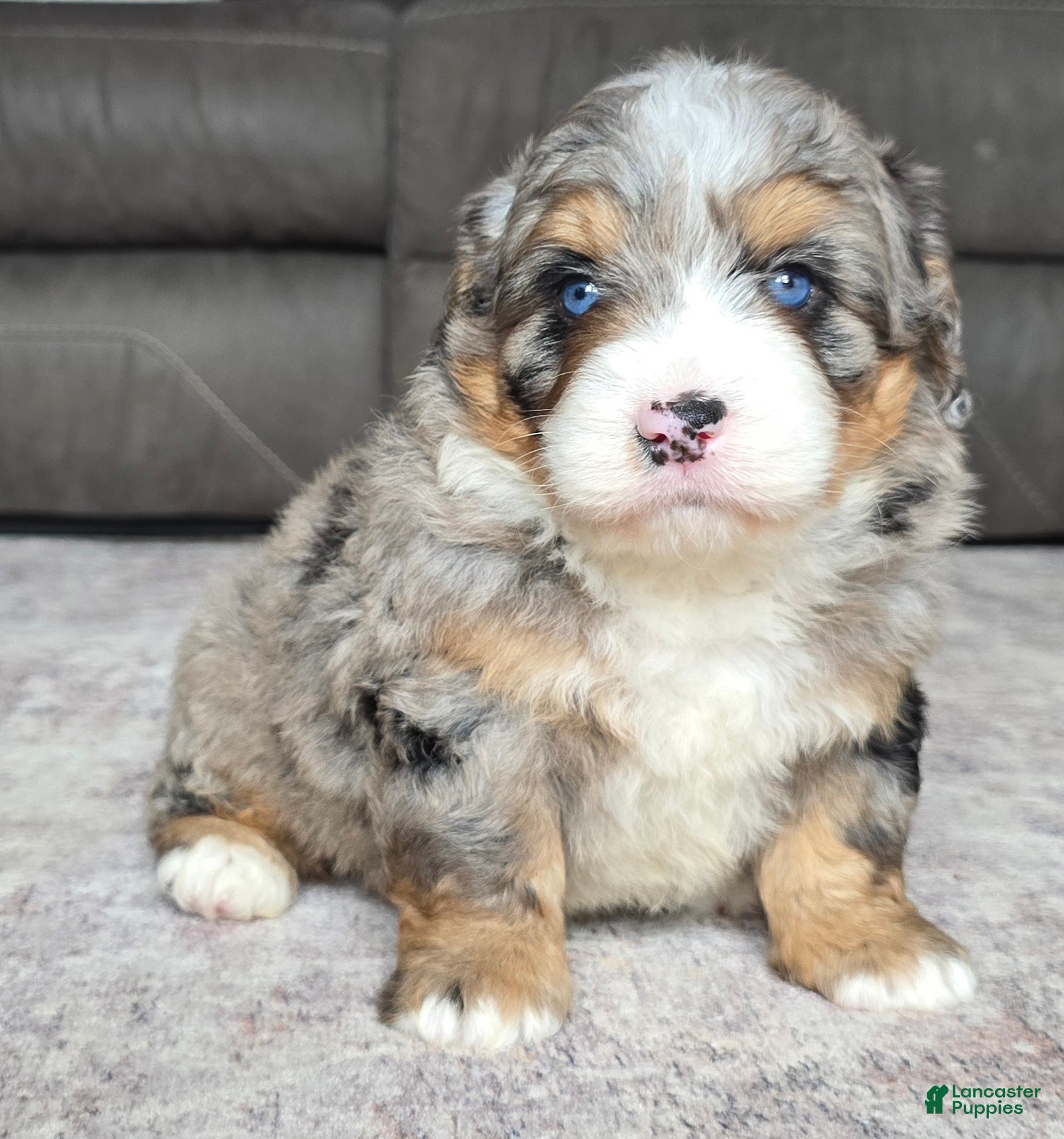 Mini Bernedoodle dogs Mini Wiggles - Ad 2