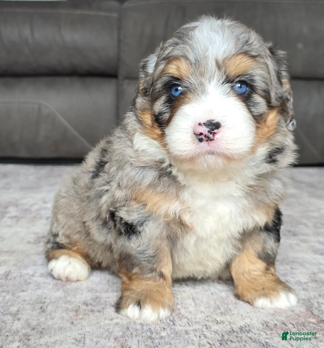 Mini Bernedoodle dogs for sale: Mini Wiggles - Ad 2