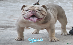 Old English Sheepdog dogs for stud: Skydrives Yoshi - Image 4