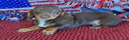 Miniature Dachshund dogs for sale: Bucky - Ad 2