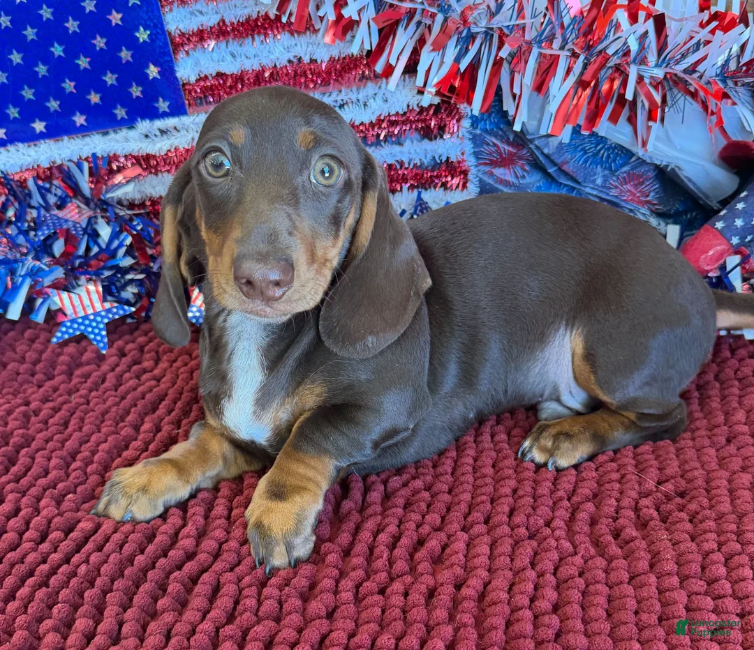 Miniature Dachshund dogs for sale: Bucky - Ad 2