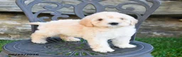 Mini Goldendoodle dogs for sale: Karen - Ad 1
