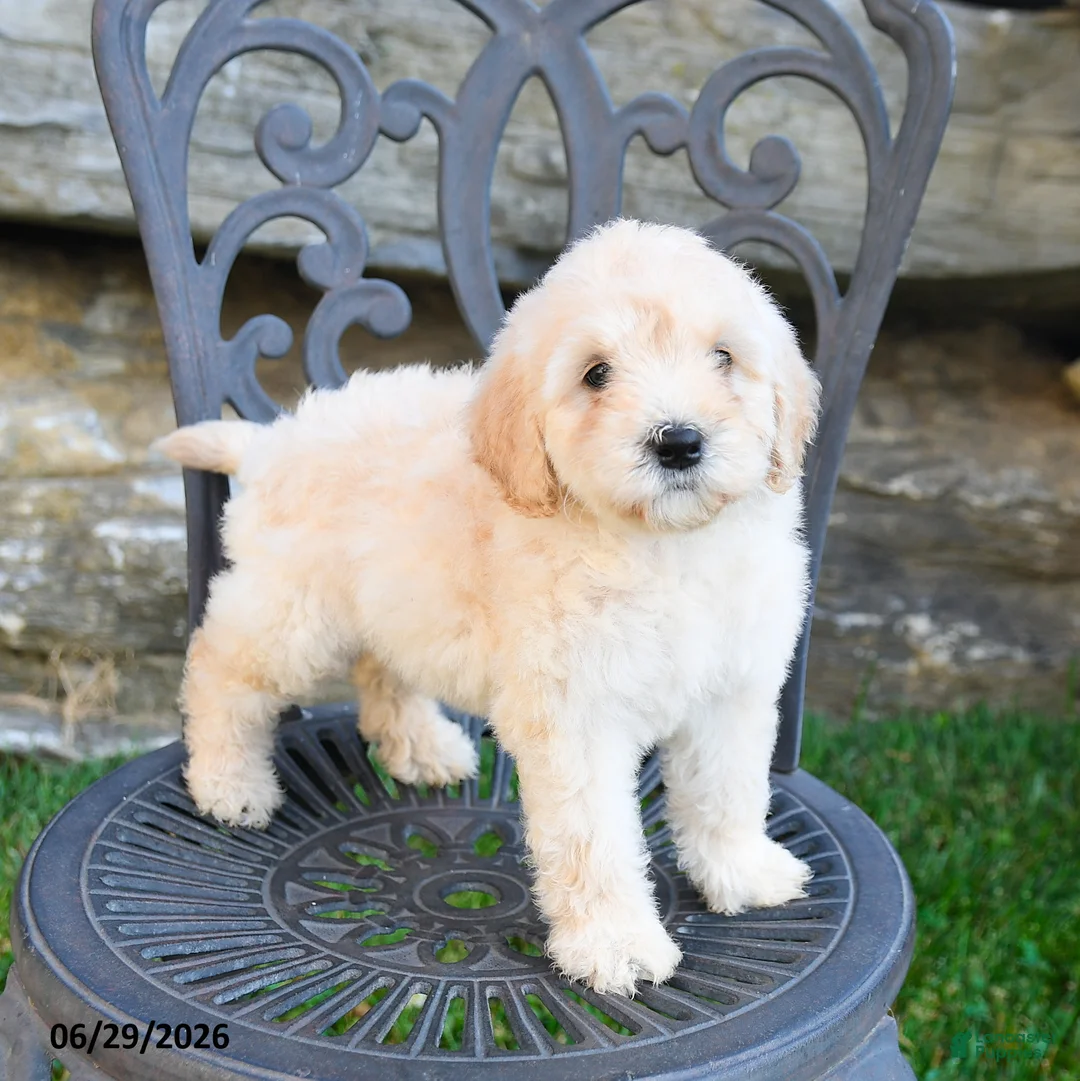 Mini Goldendoodle dogs for sale: Karen - Ad 1