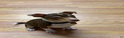 Rat Terrier dogs for sale: Buddy - Ad 1