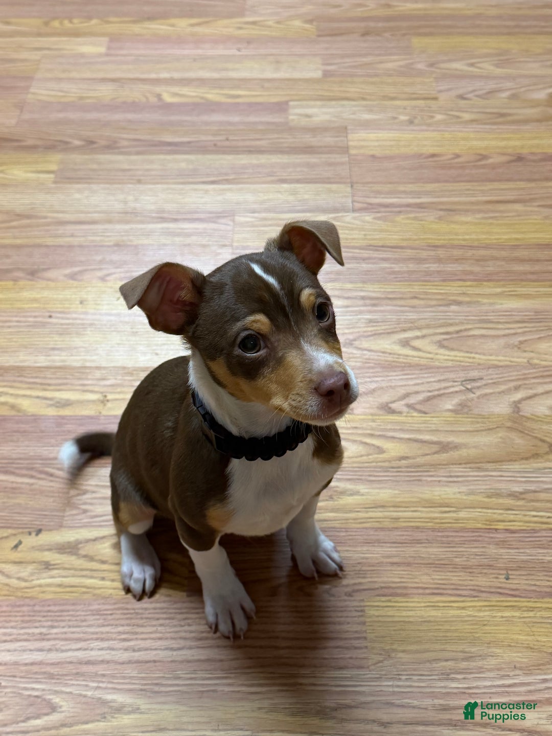 Rat Terrier dogs for sale: Buddy - Ad 1