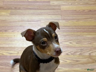 Rat Terrier dogs Buddy - Ad 7