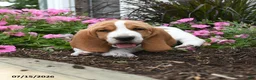 Basset Hound dogs for sale: Oswald - Ad 2