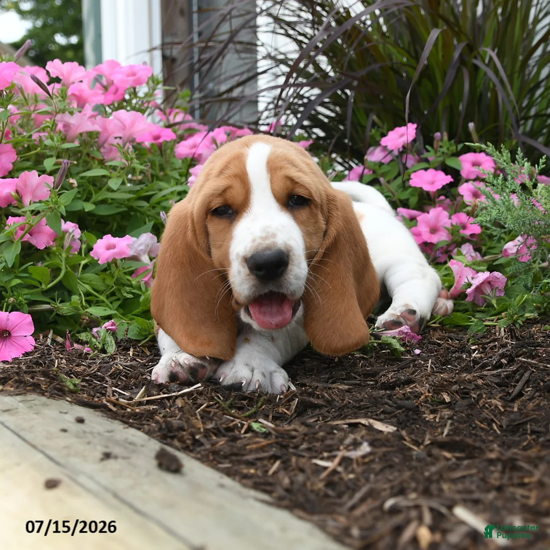 Basset Hound dogs for sale: Oswald - Ad 2