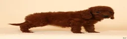 Mini Goldendoodle dogs for sale: Molly - Ad 8