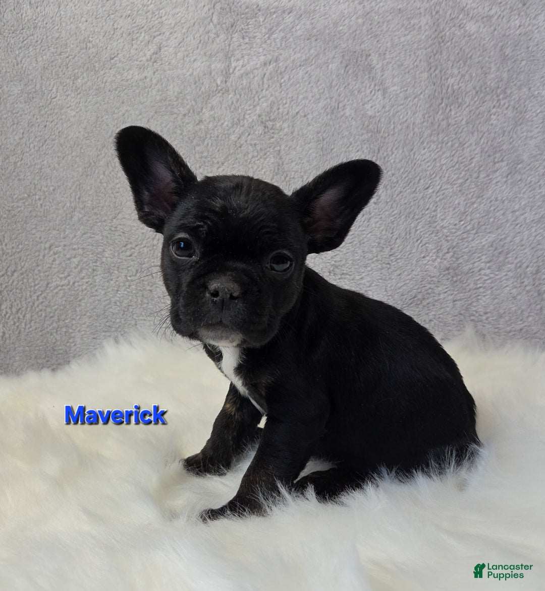 Mixed Breed dogs for sale: Maverick  - Ad 4
