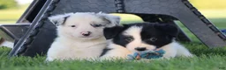 Border Collie dogs for sale: Canyon - Ad 7