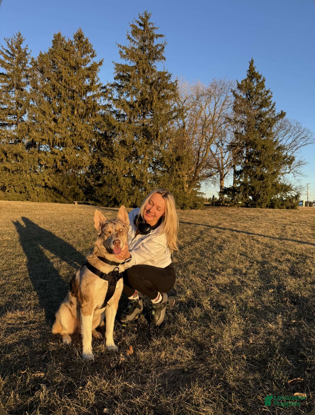 Siberian Husky dogs for stud: Moose Ausky  - Ad 7