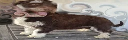 Havapoo dogs for sale: Jackson-LABOR DAY SALE-TAKE $100 OFF!!! - Ad 24
