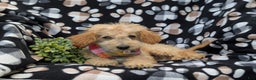 Cockapoo dogs for sale: Moore Hypoallergenic - Ad 5