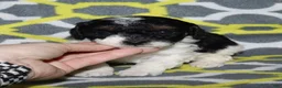 Miniature Poodle dogs for sale: Reserved Harlee’s Bk&W male - Ad 27