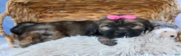 Shorkie dogs for sale: SADIE - Ad 7