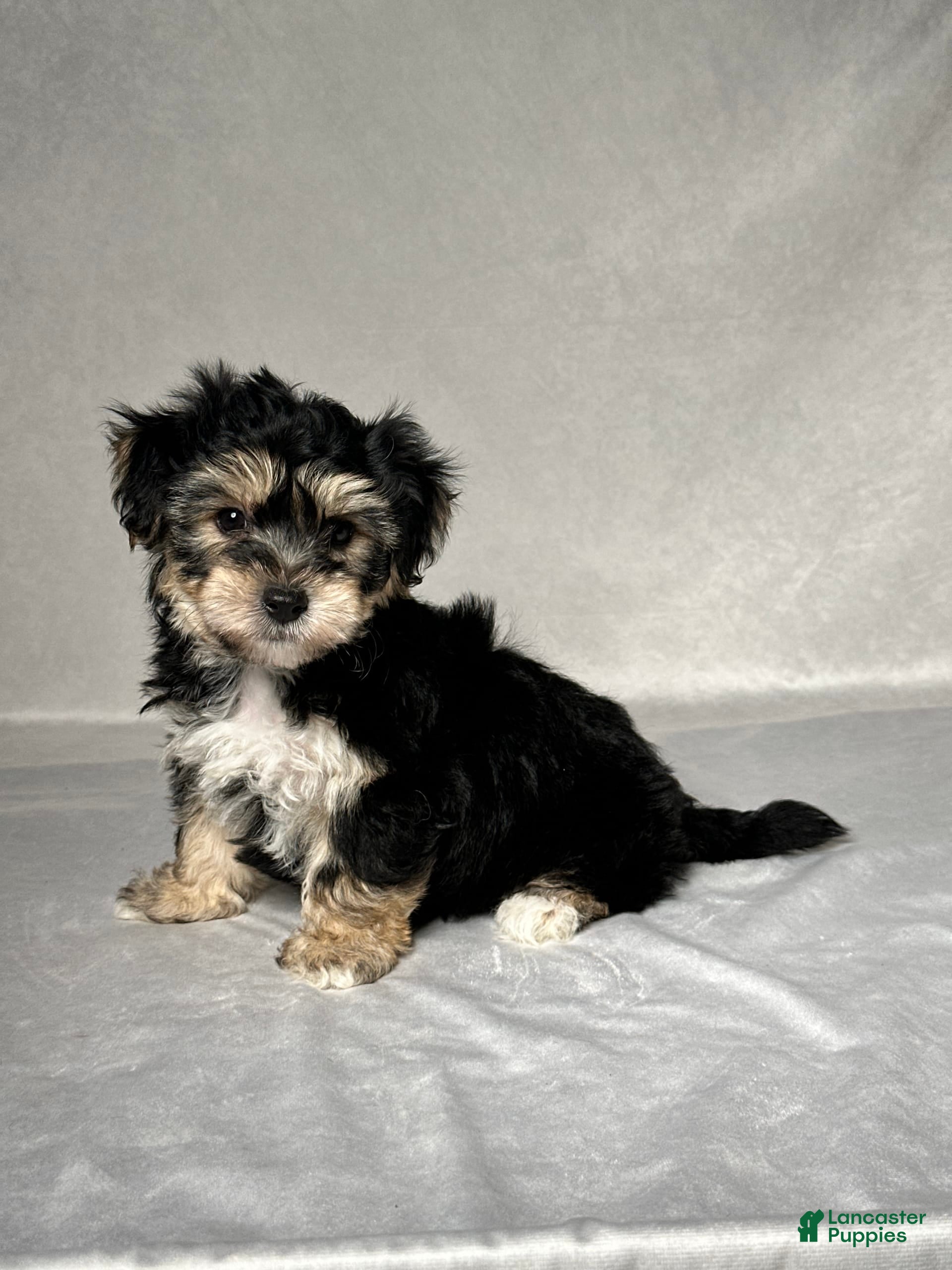 Yorkie Mix Chi Chon Puppies For Sale Yorkie Norfolk Terrier Mix