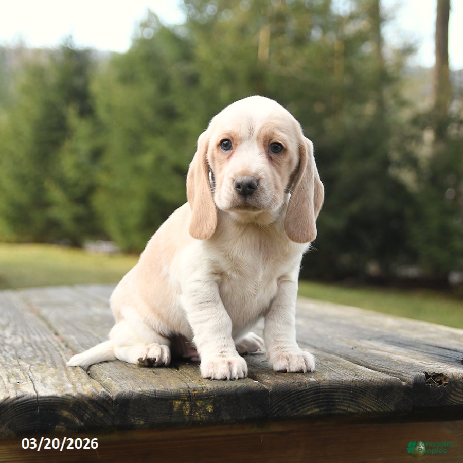 Beagle dogs Buddy - Ad 1