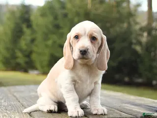 Beagle dogs for sale: Buddy - Ad 4