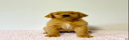 Golden Retriever dogs for sale: Ginger - Ad 5