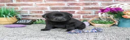 Labrador Retriever dogs for sale: Estelle - Ad 3