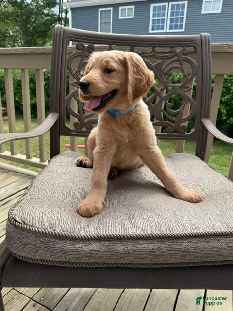 Goldendoodle dogs Hannah - Ad 2