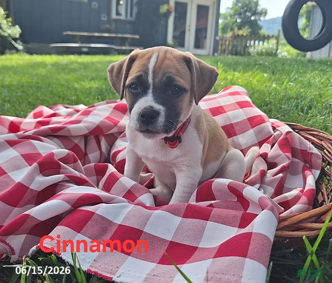 Jug dogs for sale: Cinnamon - Ad 2