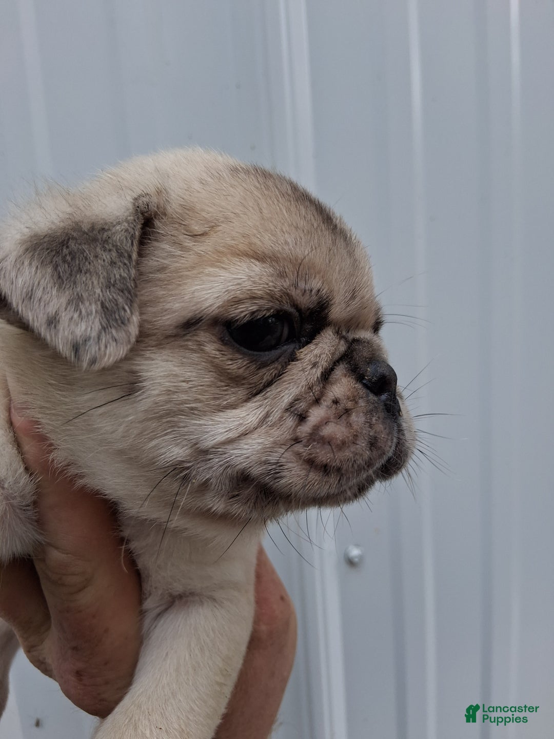 Pug dogs for sale: Cooper - Ad 2