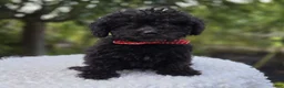 Toy Poodle dogs for sale: Blackie - Ad 3