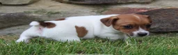 Jack Russell Terrier dogs for sale: Teddy - Ad 6