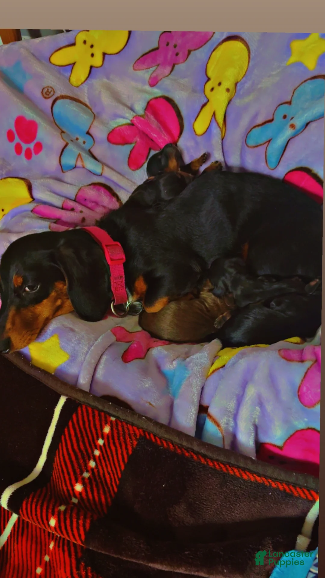 Miniature Dachshund dogs for sale: Miniature Dachshund Puppy 3 - Ad 4