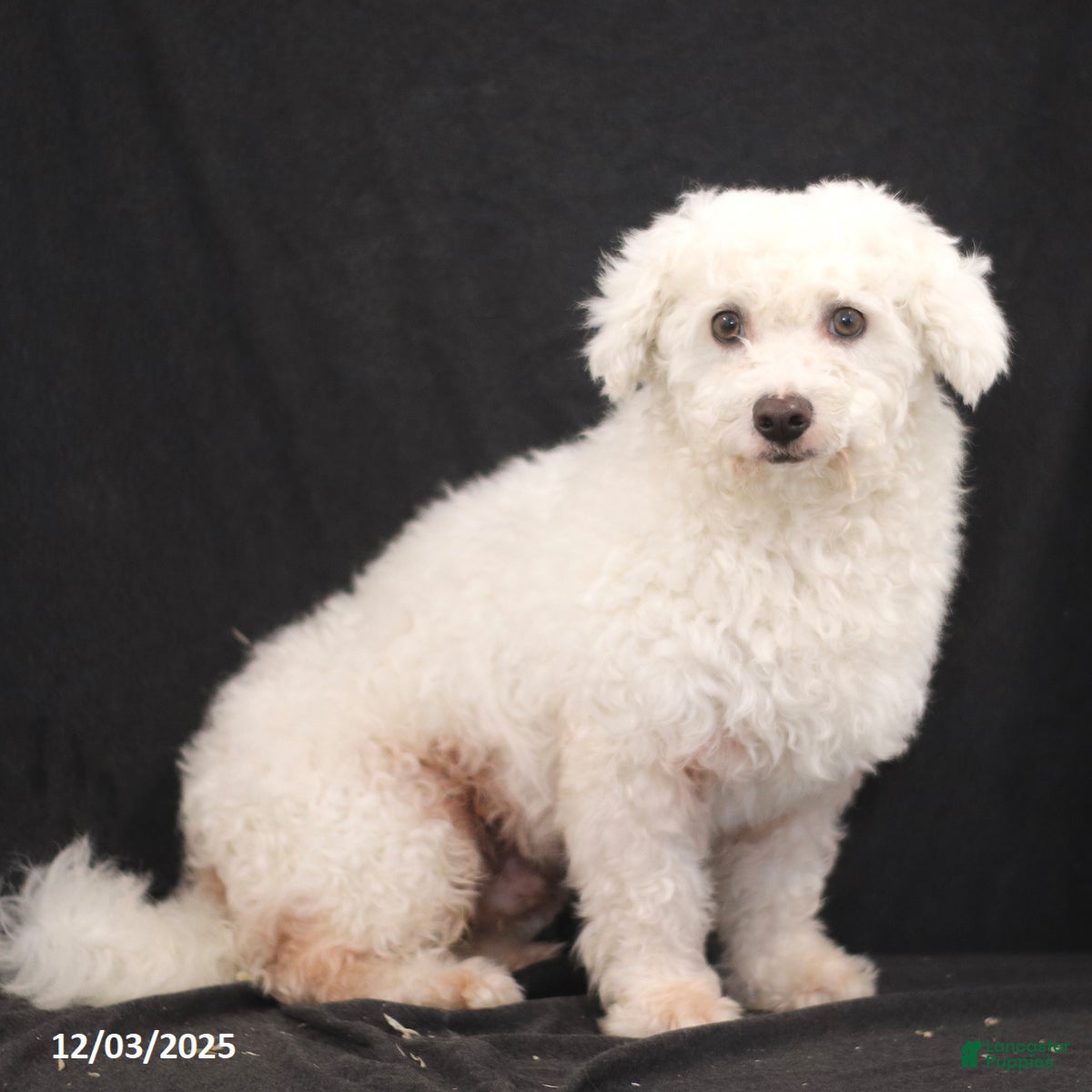 Bichon Frise dogs Bimbo - Ad 38