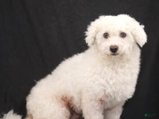Bichon Frise dogs Bimbo - Ad 28