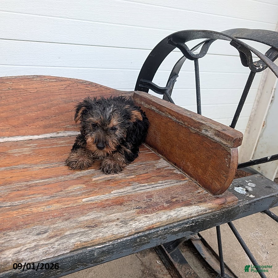 Yorkshire Terrier dogs Prince - Ad 2