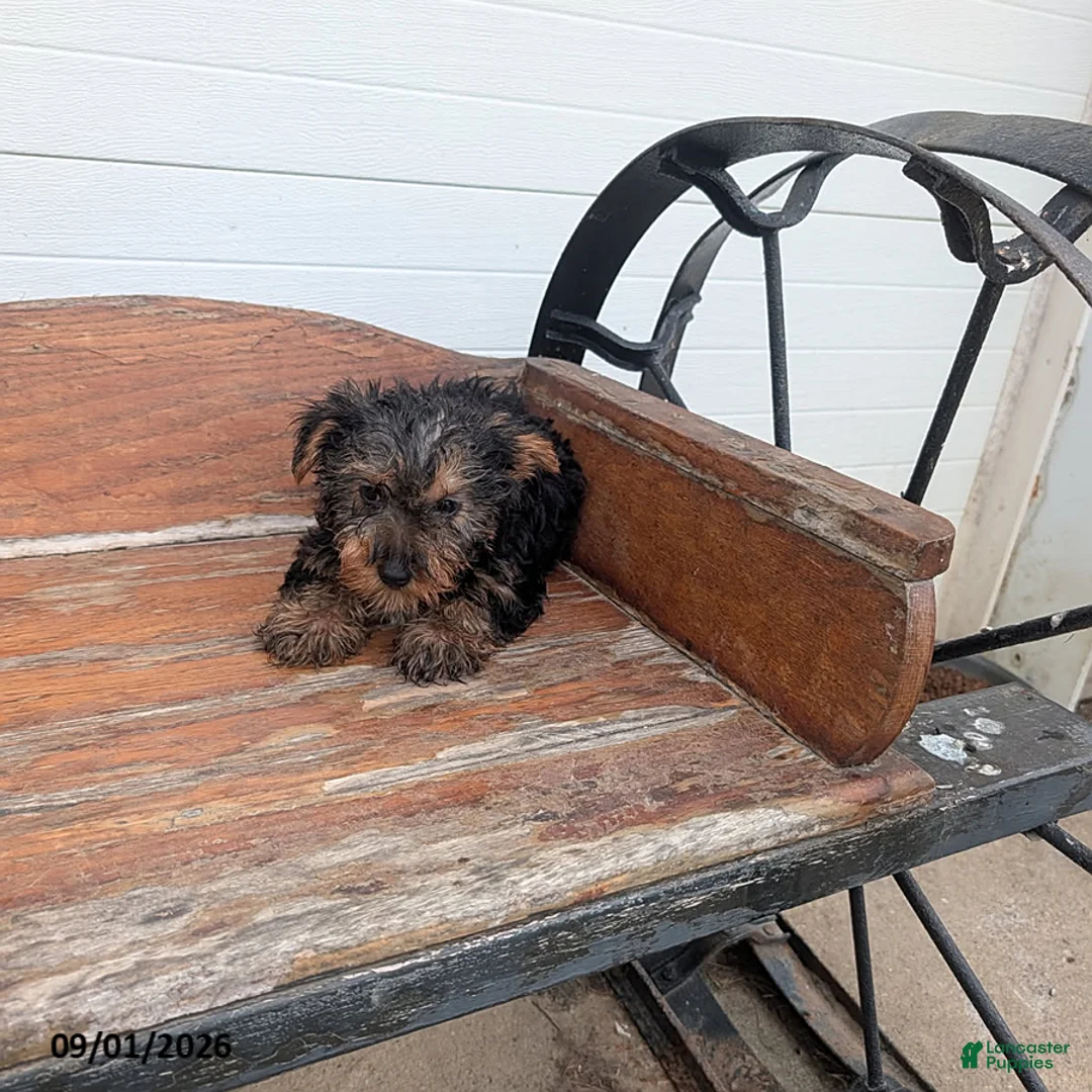 Yorkshire Terrier dogs for sale: Prince - Ad 2