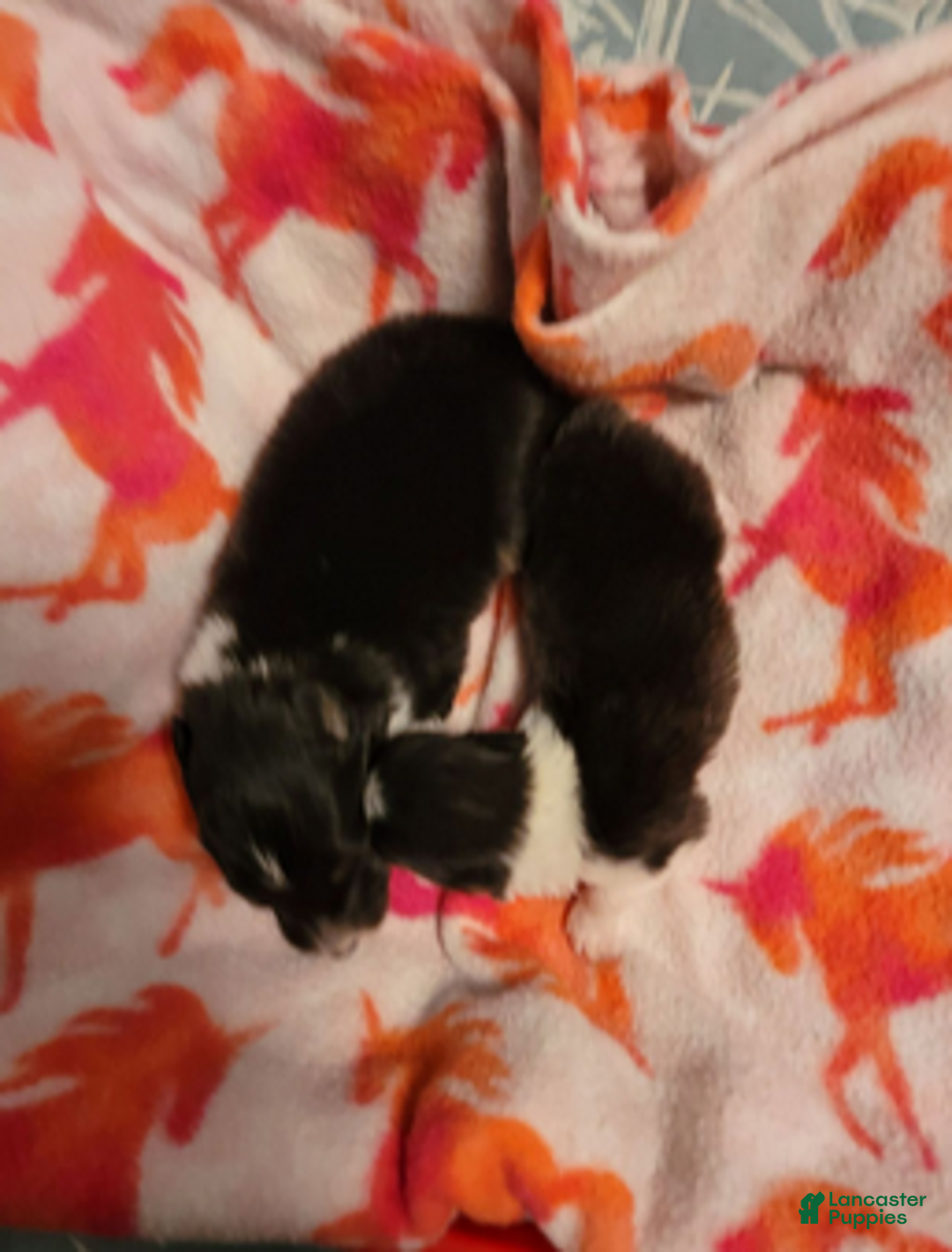 Shetland Sheepdog dogs for sale: Pixie - Ad 8