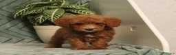 Miniature Poodle dogs for sale: Grover - Ad 3