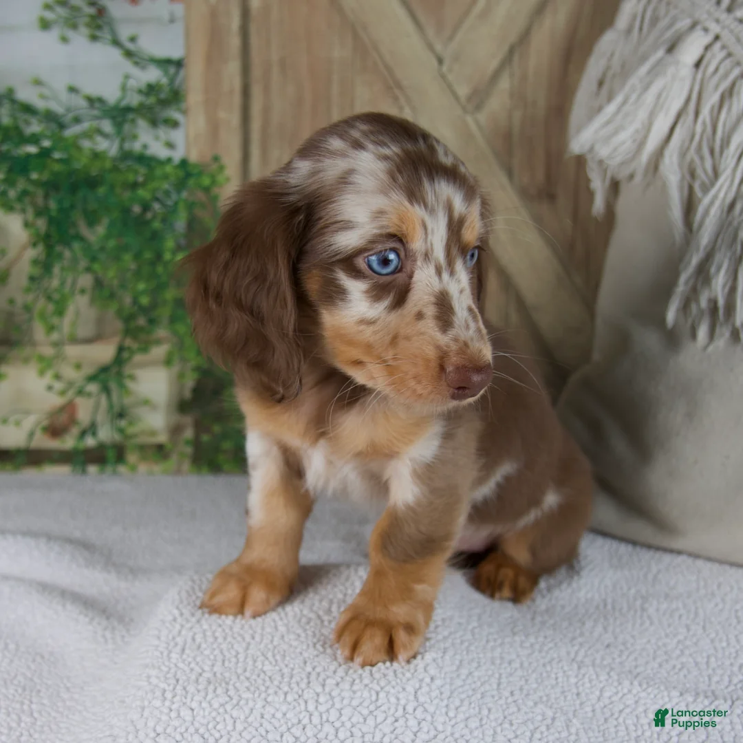 Miniature Dachshund dogs for sale: Bella - Ad 11