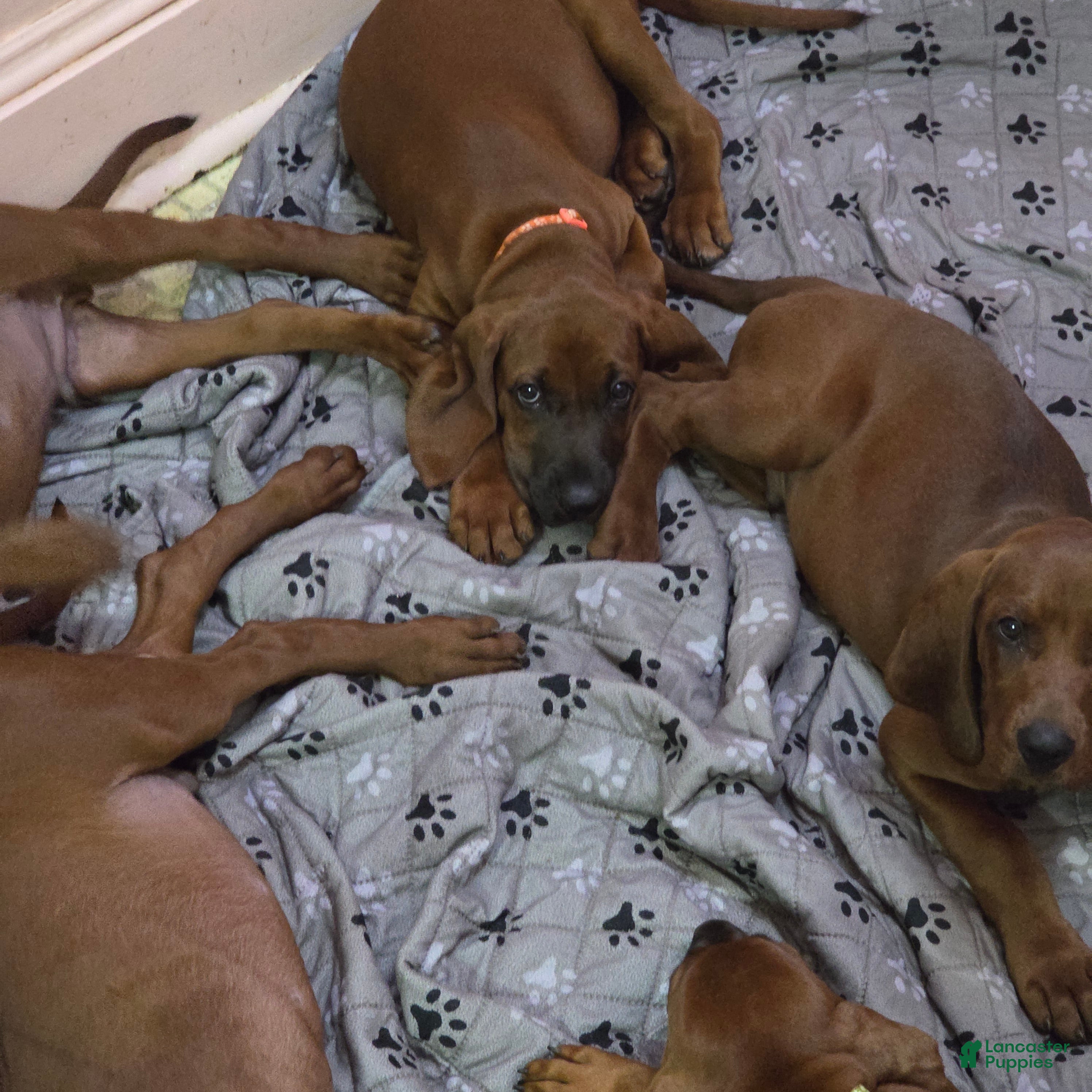 Redbone Coonhound