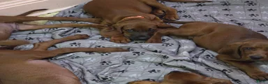 Redbone Coonhound orange collar