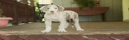 Great Dane dogs for sale: Santiago - Ad 8
