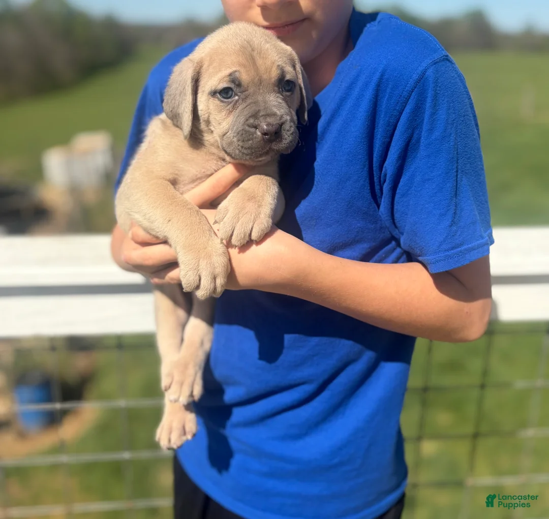 Cane Corso dogs for sale: Cane Corso Puppy 8 - Ad 1