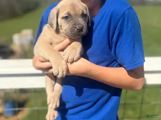 Cane Corso dogs Cane Corso Puppy 8 - Ad 25