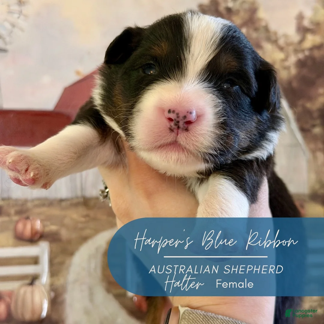 Australian Shepherd dogs for sale: Halter - Ad 1