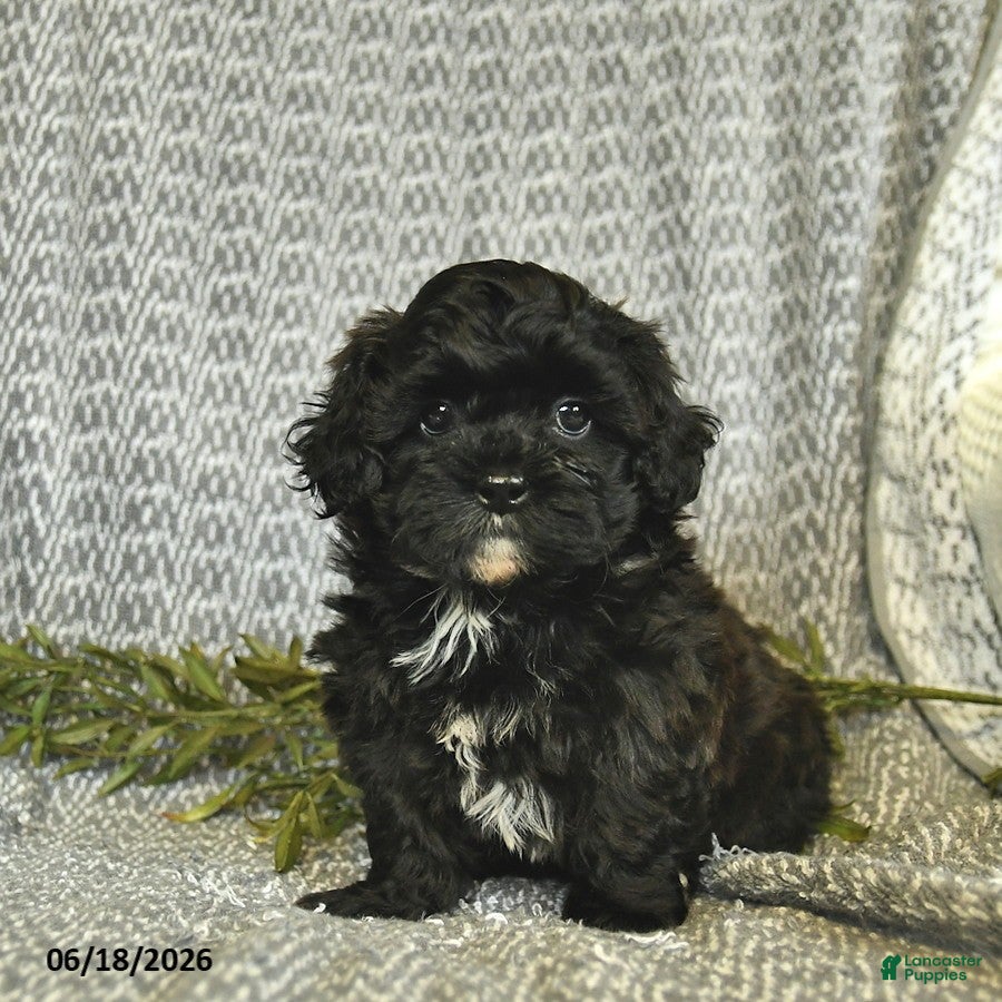 Shihpoo dogs Cindy  - Ad 1