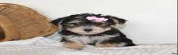 Morkie dogs for sale: Mille - Ad 5