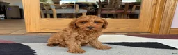 Cockapoo dogs for sale: Ray - Ad 1